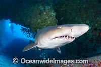 Grey Nurse Shark Solitary Islands Photo - Gary Bell
