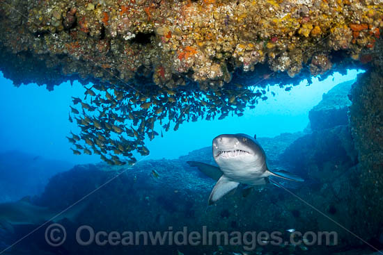 Grey Nurse Shark Solitary Islands photo Grey Nurse Shark Solitary Islands photo