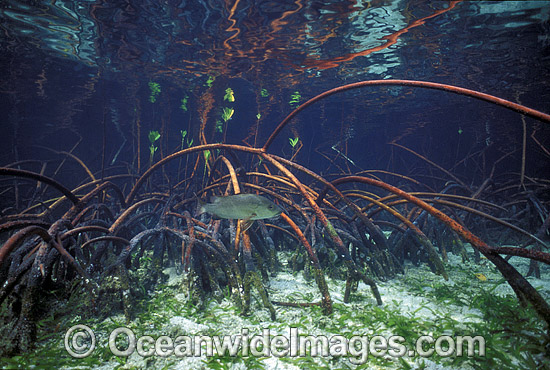 Mangrove Jack amongst Mangroves photo Mangrove Jack amongst Mangroves photo