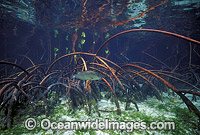 Mangrove Jack amongst Mangroves Photo - Gary Bell