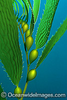 Giant Kelp Gas filled floats Photo - Gary Bell