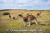 Eastern Grey Kangaroos Photo - Gary Bell