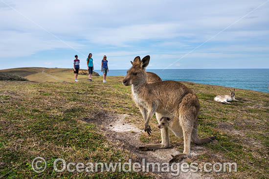 Eastern Grey Kangaroos photo Eastern Grey Kangaroos photo