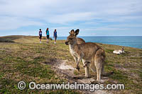 Eastern Grey Kangaroos Photo - Gary Bell