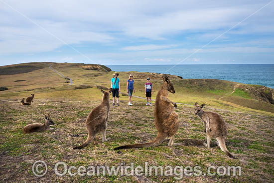 Eastern Grey Kangaroos photo Eastern Grey Kangaroos photo