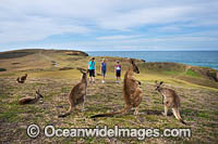 Eastern Grey Kangaroos Photo - Gary Bell