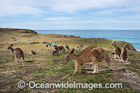 Eastern Grey Kangaroos Photo - Gary Bell