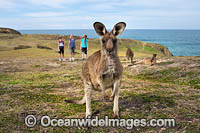 Eastern Grey Kangaroos Photo - Gary Bell
