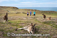 Eastern Grey Kangaroos Photo - Gary Bell