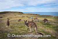Eastern Grey Kangaroos Photo - Gary Bell