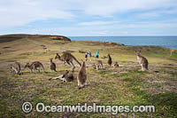 Eastern Grey Kangaroos Photo - Gary Bell