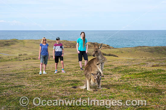 Eastern Grey Kangaroos photo Eastern Grey Kangaroos photo