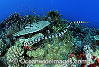 Banded Sea Snake searching for prey Photo - Gary Bell