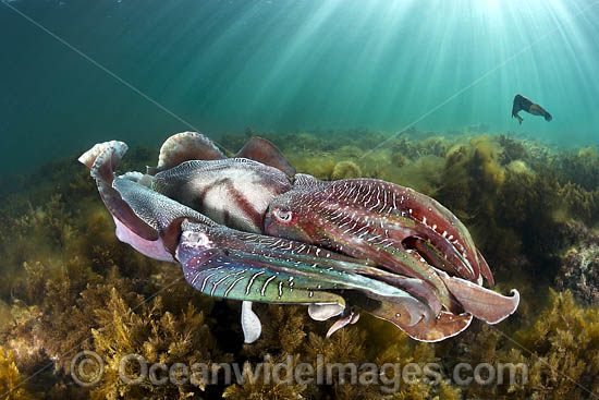Giant Cuttlefish Whyalla photo Giant Cuttlefish Whyalla photo