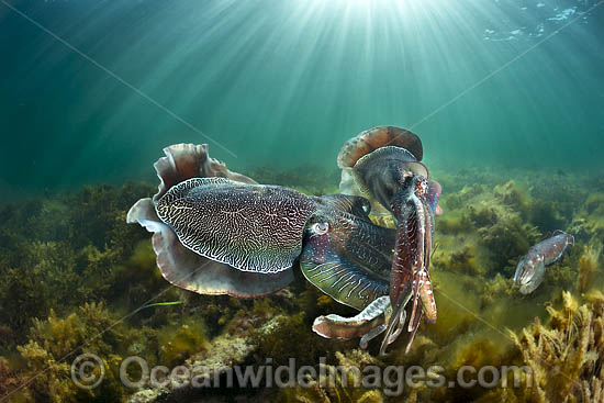 Giant Cuttlefish Whyalla photo Giant Cuttlefish Whyalla photo