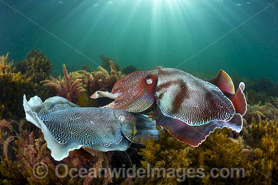 Giant Cuttlefish Whyalla photo Giant Cuttlefish Whyalla photo