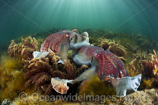 Giant Cuttlefish Whyalla photo Giant Cuttlefish Whyalla photo