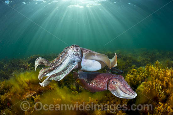 Giant Cuttlefish Whyalla photo Giant Cuttlefish Whyalla photo