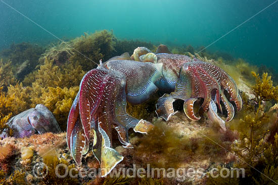Giant Cuttlefish Whyalla photo Giant Cuttlefish Whyalla photo