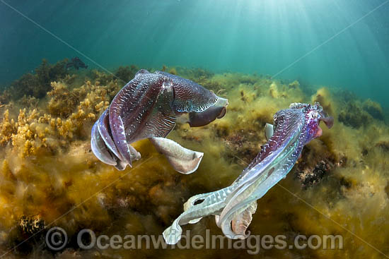 Giant Cuttlefish Whyalla photo Giant Cuttlefish Whyalla photo