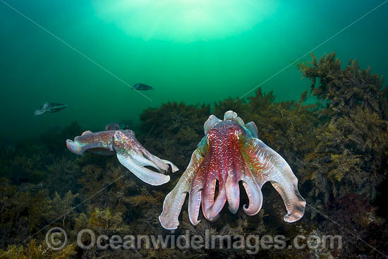 Giant Cuttlefish Whyalla photo Giant Cuttlefish Whyalla photo