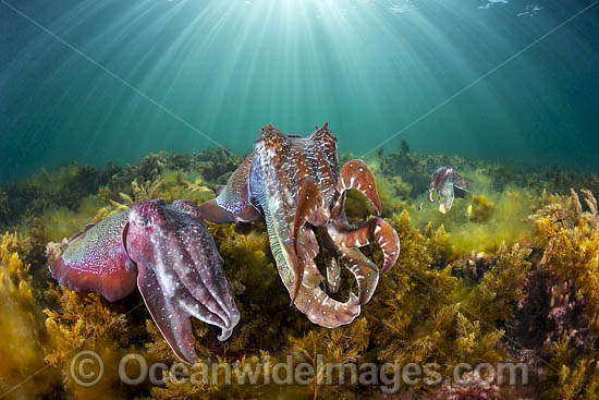 Giant Cuttlefish Whyalla photo Giant Cuttlefish Whyalla photo