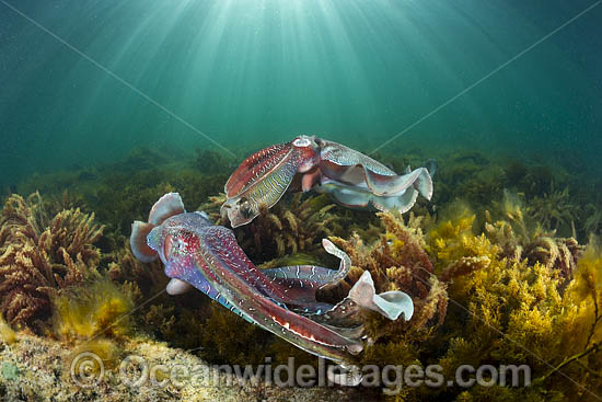 Giant Cuttlefish Whyalla photo Giant Cuttlefish Whyalla photo
