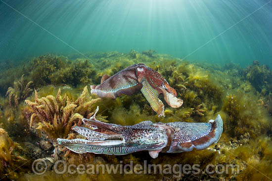 Giant Cuttlefish Whyalla photo