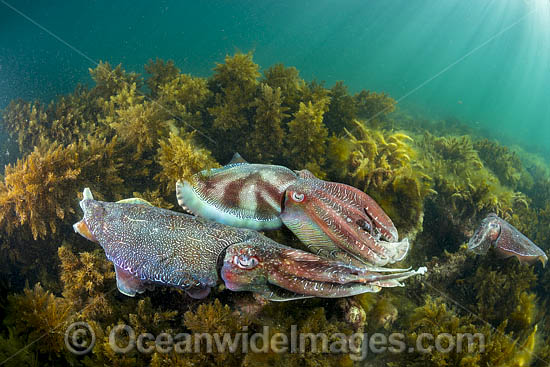 Giant Cuttlefish males rivalling photo Giant Cuttlefish males rivalling photo