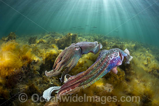 Giant Cuttlefish males rivalling photo