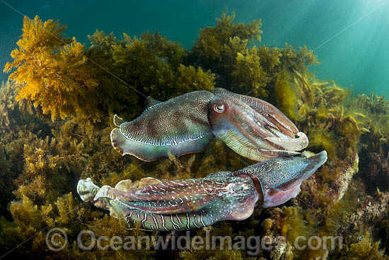 Giant Cuttlefish males rivalling photo Giant Cuttlefish males rivalling photo