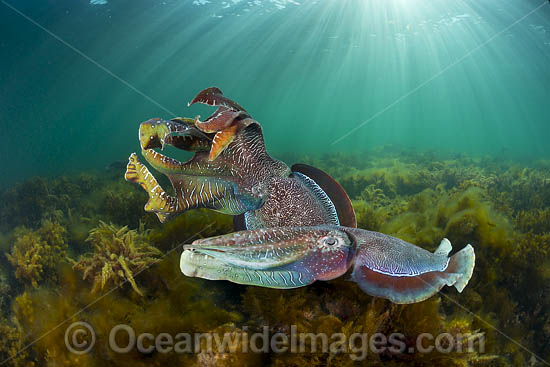Giant Cuttlefish males rivalling photo Giant Cuttlefish males rivalling photo