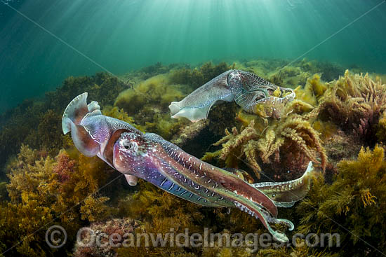 Giant Cuttlefish males rivalling photo Giant Cuttlefish males rivalling photo