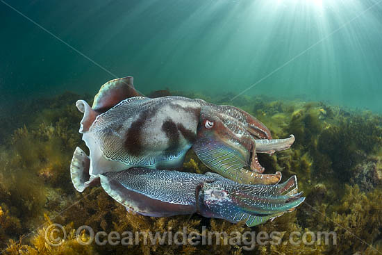 Giant Cuttlefish males rivalling photo Giant Cuttlefish males rivalling photo