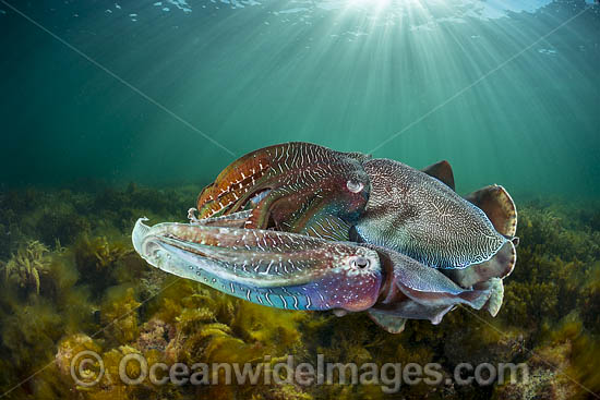 Giant Cuttlefish males rivalling photo Giant Cuttlefish males rivalling photo