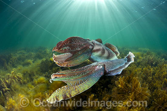 Giant Cuttlefish males rivalling photo Giant Cuttlefish males rivalling photo