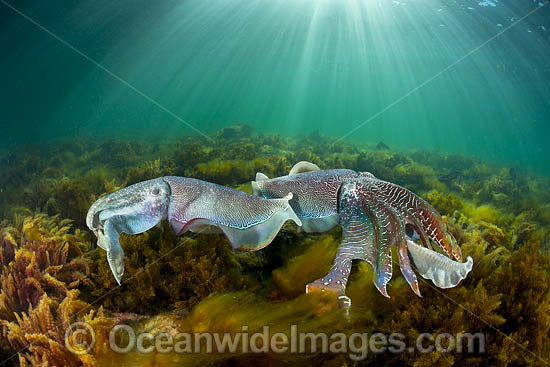 Giant Cuttlefish males rivalling photo Giant Cuttlefish males rivalling photo