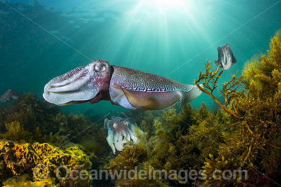 Giant Cuttlefish Whyalla photo Giant Cuttlefish Whyalla photo