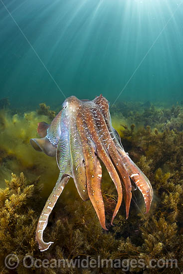 Giant Cuttlefish breeding photo Giant Cuttlefish breeding photo