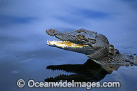 Estuarine Crocodile Crocodylus porosus Photo - Gary Bell