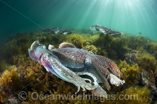 Giant Cuttlefish breeding photo Giant Cuttlefish breeding photo