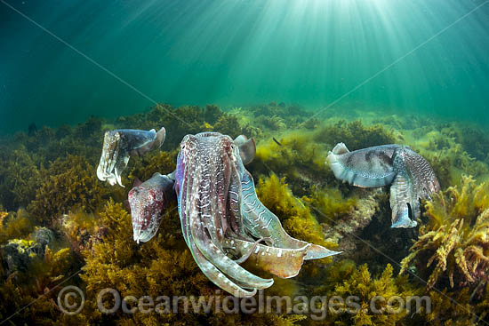Giant Cuttlefish breeding photo Giant Cuttlefish breeding photo