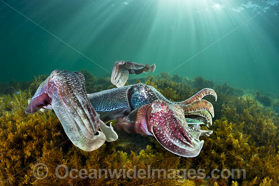 Giant Cuttlefish breeding photo
