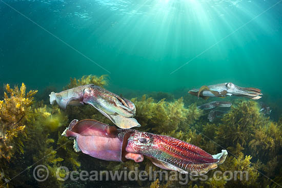 Giant Cuttlefish breeding photo Giant Cuttlefish breeding photo