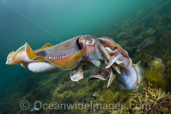 Giant Cuttlefish mating photo