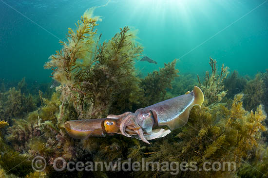 Giant Cuttlefish mating photo