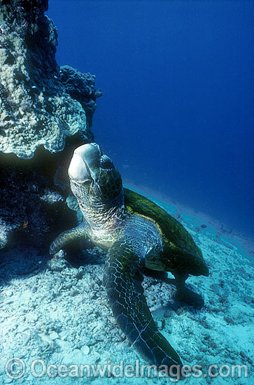 Loggerhead Sea Turtle photo Loggerhead Sea Turtle photo