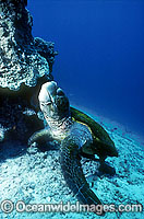 Loggerhead Sea Turtle Photo - Gary Bell