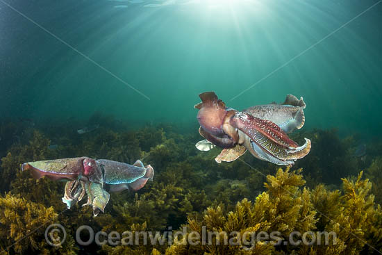 Giant Cuttlefish mating photo
