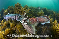 Giant Cuttlefish mating Photo - Gary Bell